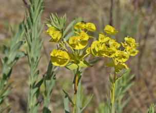 Euphorbia seguieriana / Steppen-Wolfsmilch / Euphorbiaceae / Wolfsmilchgewchse / Rote Liste 3 / Giftig