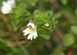 Euphrasia stricta / Steifer Augentrost / Scrophulariaceae / Braunwurzgewchse