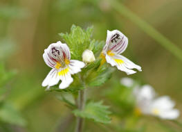 Euphrasia stricta / Steifer Augentrost / Scrophulariaceae / Braunwurzgewchse