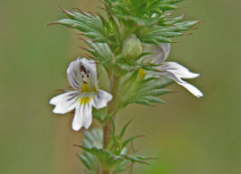 Euphrasia stricta / Steifer Augentrost / Scrophulariaceae / Braunwurzgewchse