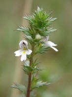 Euphrasia stricta / Steifer Augentrost / Scrophulariaceae / Braunwurzgewchse