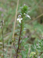 Euphrasia stricta / Steifer Augentrost / Scrophulariaceae / Braunwurzgewchse