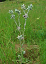 Filago arvensis / Acker-Filzkraut / Asteraceae / Korbbltengewchse