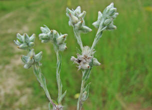 Filago arvensis / Acker-Filzkraut / Asteraceae / Korbbltengewchse