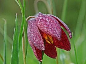 Fritillaria meleagris / Gewhnliche Schachblume / Kiebitzei / Liliaceae / Liliengewchse / Streng geschtzt!