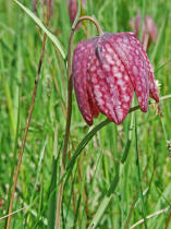 Fritillaria meleagris / Gewhnliche Schachblume / Kiebitzei / Liliaceae / Liliengewchse / Streng geschtzt!