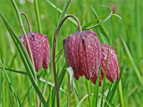 Fritillaria meleagris / Gewhnliche Schachblume / Kiebitzei / Liliaceae / Liliengewchse / Streng geschtzt!