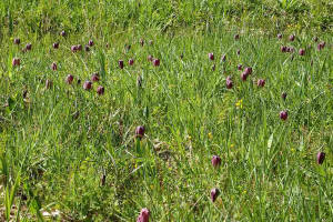 Fritillaria meleagris / Gewhnliche Schachblume / Kiebitzei / Liliaceae / Liliengewchse / Streng geschtzt!