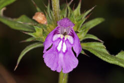 Galeopsis angustifolia / Schmalblttriger Hohlzahn / Lamiaceae / Lippenbltengewchse