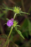 Galeopsis angustifolia / Schmalblttriger Hohlzahn / Lamiaceae / Lippenbltengewchse