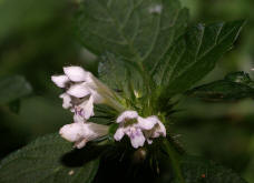 Galeopsis tetrahit / Gewhnlicher Hohlzahn / Lamiaceae / Lippenbltengewchse