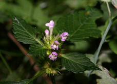 Galeopsis tetrahit / Gewhnlicher Hohlzahn / Lamiaceae / Lippenbltengewchse