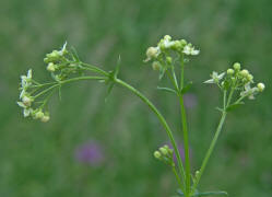 Galium album / Grobltiges Wiesen-Labkraut / Rubiaceae / Rtegewchse