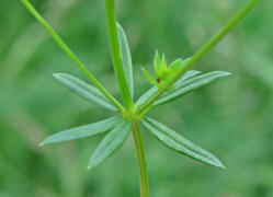 Galium album / Grobltiges Wiesen-Labkraut / Rubiaceae / Rtegewchse