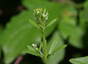 Galium aparine / Kletten-Labkraut / Klebkraut / Rubiaceae / Rtegewchse