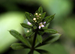 Galium aparine / Kletten-Labkraut / Klebkraut / Rubiaceae / Rtegewchse