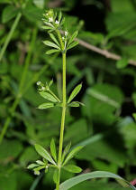 Galium aparine / Kletten-Labkraut / Klebkraut / Rubiaceae / Rtegewchse