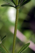 Galium aparine / Kletten-Labkraut / Klebkraut / Rubiaceae / Rtegewchse