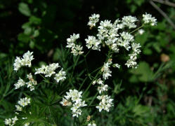 Galium glaucum / Blaugrnes Labkraut