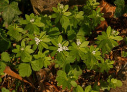 Galium odoratum / Waldmeister / Rubiaceae / Rtegewchse