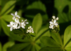 Galium odoratum / Waldmeister / Rubiaceae / Rtegewchse