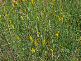 Genista tinctoria / Gewhnlicher Frber-Ginster / Fabaceae - Schmetterlingsbltengewchse