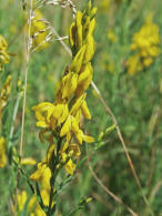 Genista tinctoria / Gewhnlicher Frber-Ginster / Fabaceae - Schmetterlingsbltengewchse