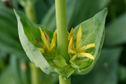 Gentiana lutea / Gelber Enzian / Gentianaceae / Enziangewchse