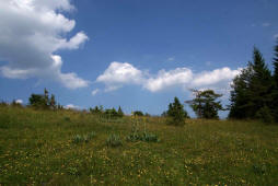 Gentiana lutea / Gelber Enzian / Gentianaceae / Enziangewchse