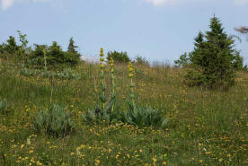 Gentiana lutea / Gelber Enzian / Gentianaceae / Enziangewchse