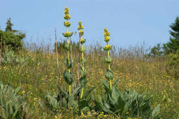 Gentiana lutea / Gelber Enzian / Gentianaceae / Enziangewchse