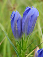 Gentiana pneumonanthe / Lungen-Enzian / Gentianaceae / Enziangewchse (Foto: R. Merkel)