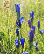 Gentiana pneumonanthe / Lungen-Enzian / Gentianaceae / Enziangewchse (noch ein altes, digitalisiertes Analogfoto)