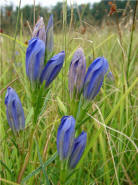 Gentiana pneumonanthe / Lungen-Enzian / Gentianaceae / Enziangewchse (Foto: R. Merkel)