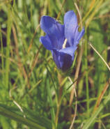 Gentiana pneumonanthe / Lungen-Enzian / Gentianaceae / Enziangewchse (noch ein altes, digitalisiertes Analogfoto)