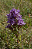 Gentianella germanica / Deutscher Fransenenzian / Gentianaceae / Enziangewchse