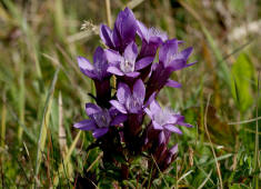 Gentianella germanica / Deutscher Fransenenzian / Gentianaceae / Enziangewchse