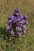 Gentianella germanica / Deutscher Fransenenzian / Gentianaceae / Enziangewchse