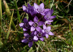 Gentianella germanica / Deutscher Fransenenzian / Gentianaceae / Enziangewchse