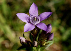 Gentianella germanica / Deutscher Fransenenzian / Gentianaceae / Enziangewchse