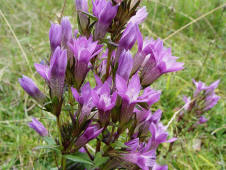 Gentianella germanica / Deutscher Fransenenzian / Gentianaceae / Enziangewchse (Foto: E.-M. Pulvermller)