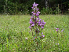 Gentianella germanica / Deutscher Fransenenzian / Gentianaceae / Enziangewchse (Foto: E.-M. Pulvermller)