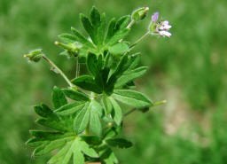 Geranium pusillum / Kleiner Storchschnabel / Geraniaceae / Storchschnabelgewchse