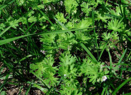 Geranium pusillum / Kleiner Storchschnabel / Geraniaceae / Storchschnabelgewchse