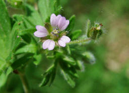 Geranium pusillum / Kleiner Storchschnabel / Geraniaceae / Storchschnabelgewchse