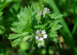 Geranium pusillum / Kleiner Storchschnabel / Geraniaceae / Storchschnabelgewchse