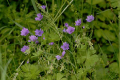 Geranium pyrenaicum / Pyrenen-Storchschnabel / Geraniaceae / Storchschnabelgewchse