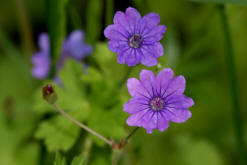 Geranium pyrenaicum / Pyrenen-Storchschnabel / Geraniaceae / Storchschnabelgewchse