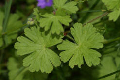 Geranium pyrenaicum / Pyrenen-Storchschnabel / Geraniaceae / Storchschnabelgewchse