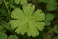 Geranium pyrenaicum / Pyrenen-Storchschnabel / Geraniaceae / Storchschnabelgewchse